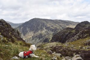 Best walks lake district with a dog