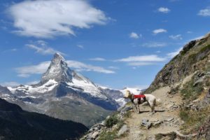 Hiking with dogs in the alps