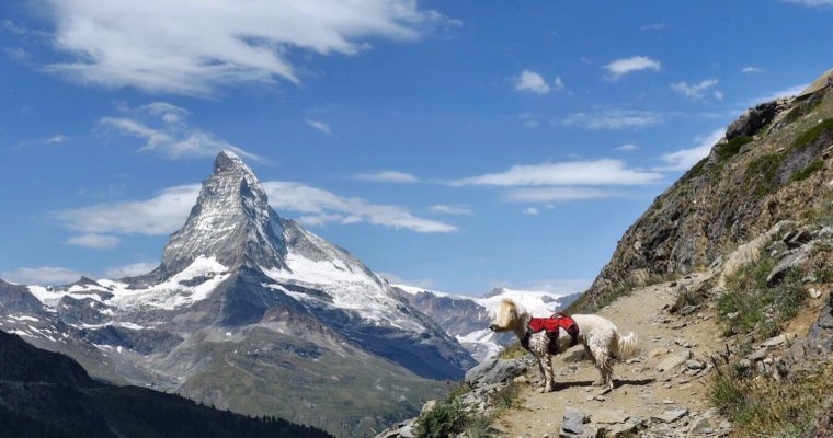 Hiking in the Alps with your dog