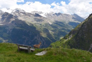 Hiking in the alps with your dog
