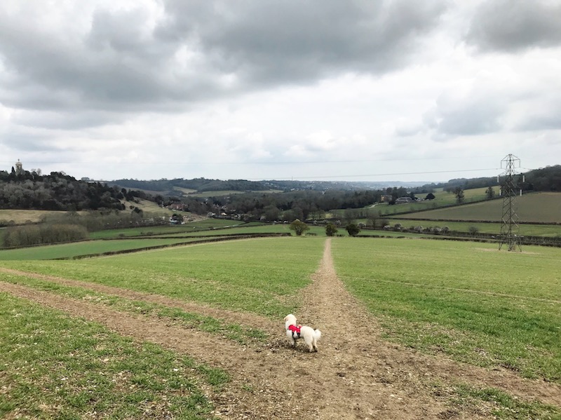 The Chilterns: West Wycombe Circuit walking directions and map